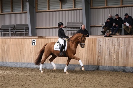 DV Materialprøve for hingste