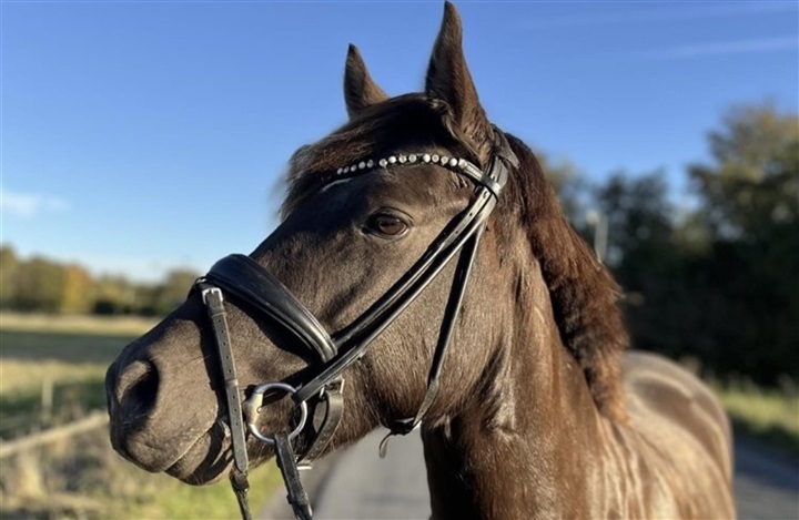 – Hun tager alt det, jeg byder hende i stiv arm