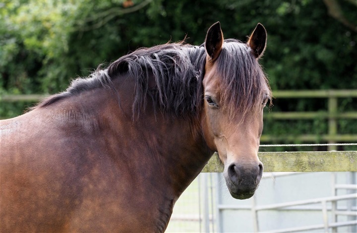 Dyrl&aelig;gen r&aring;dgiver: Er din hest for tyk?