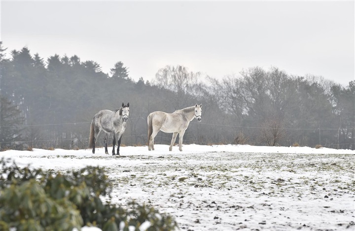Hvordan passer du bedst din hest i vinter?