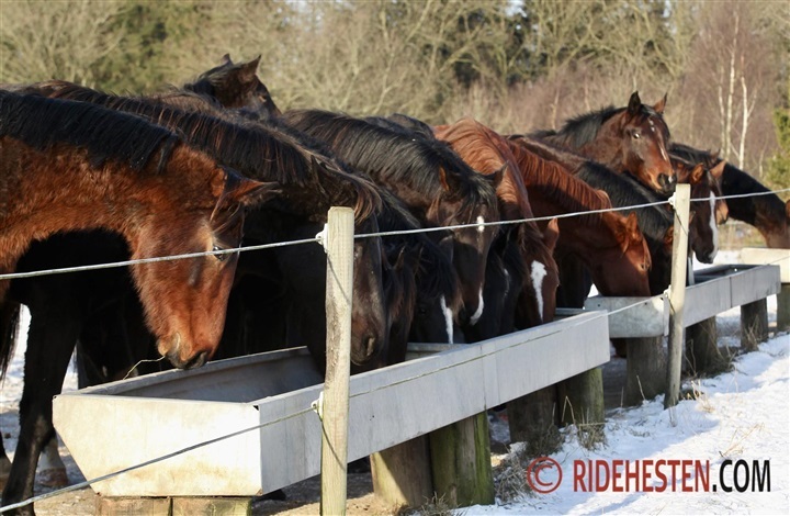 Ny smitsom hudsygdom p&aring;vist hos heste i Sverige