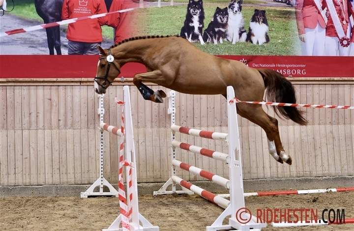 Sportshoppe og mor til k&aring;ringshingst