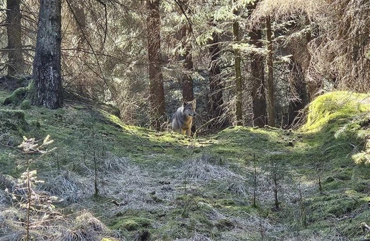 Ryttere fulgt af ulv i Vr&oslash;gum Plantage