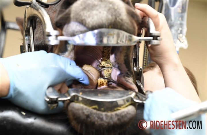 Opdag hestens tandproblemer i rette tid