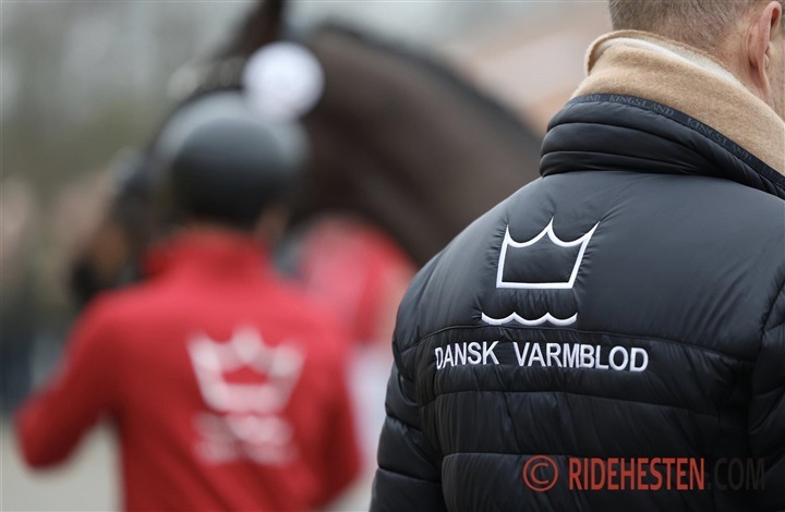 Fem hingste udtaget til k&aring;ring i Randb&oslash;l