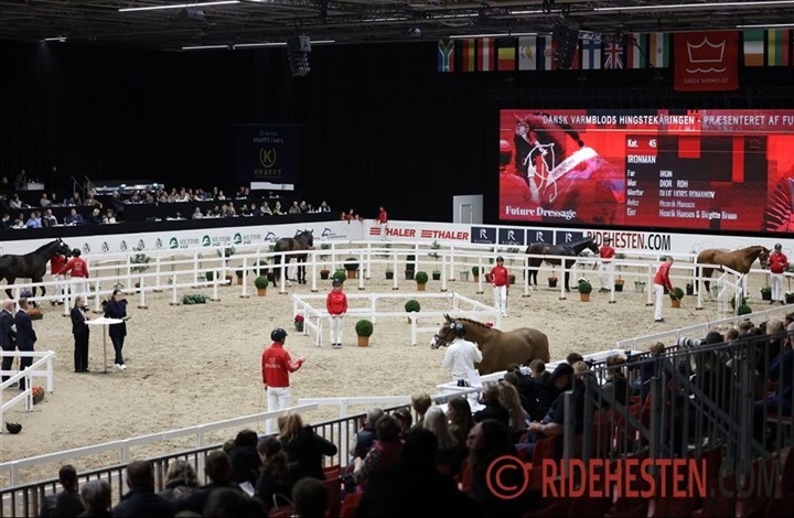 Det skal dressurhingstene i Herning
