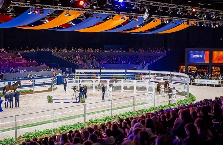 KWPN-hingstek&aring;ring er startet