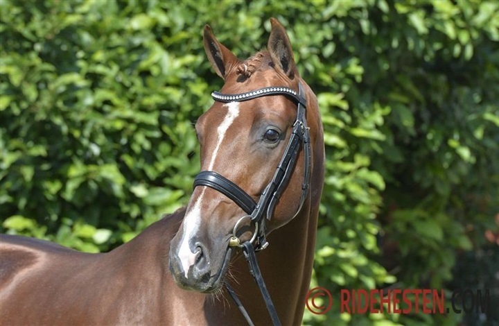 Peters og Blue Hors Zirrus i dobbeltsejr