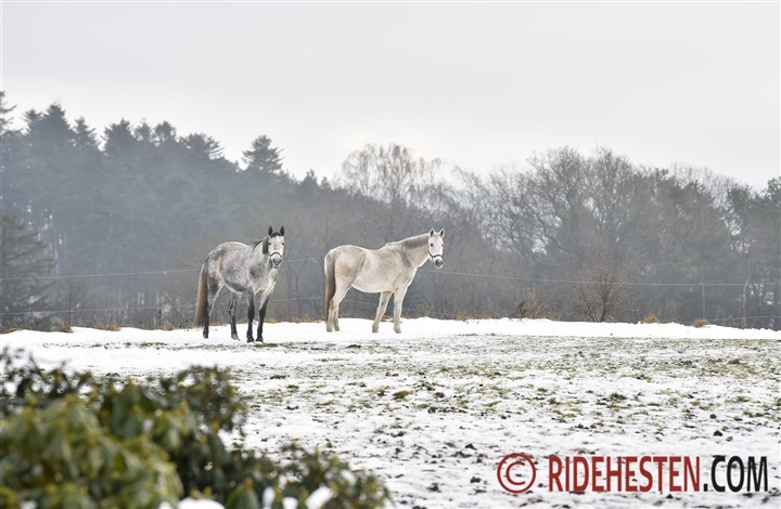 Hestens trivsel og pasning i vinterm&aring;nederne