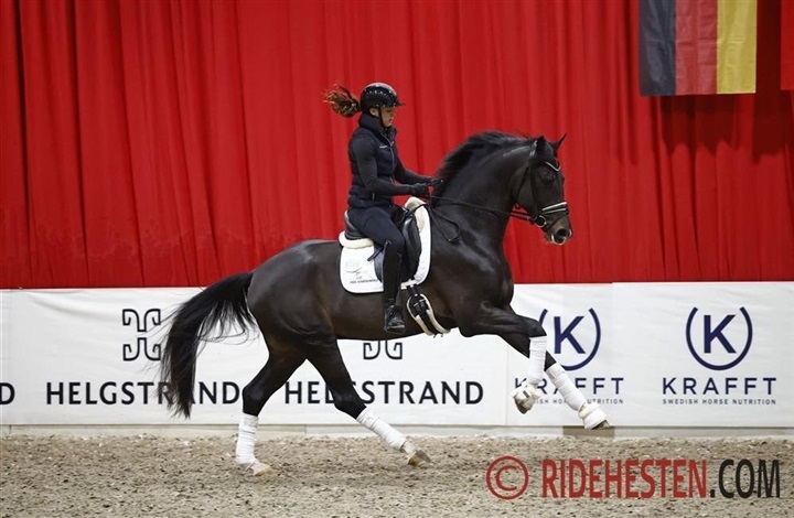 37 unghingste godkendt ved ridepr&oslash;ven