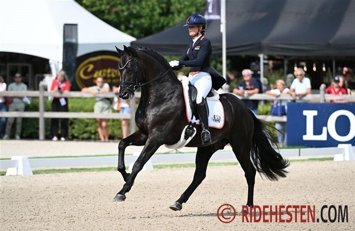 N&aelig;ste tophest efter Zonik er p&aring; vej