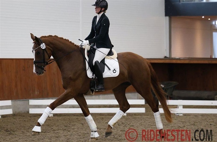 Vidne frifundet i omtalt sag om grov ridning