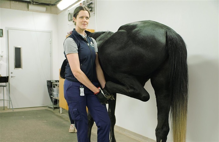 Forskning forbedrer diagnosticering af halthed