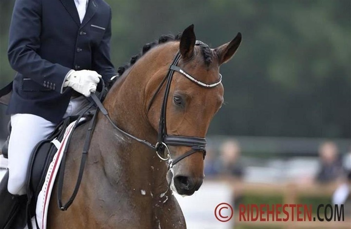 Dansk UVM-hest er nu konehest igen