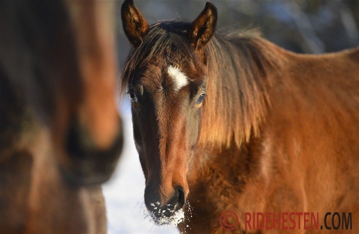 N&aring;r plagen skal flytte hjemmefra 