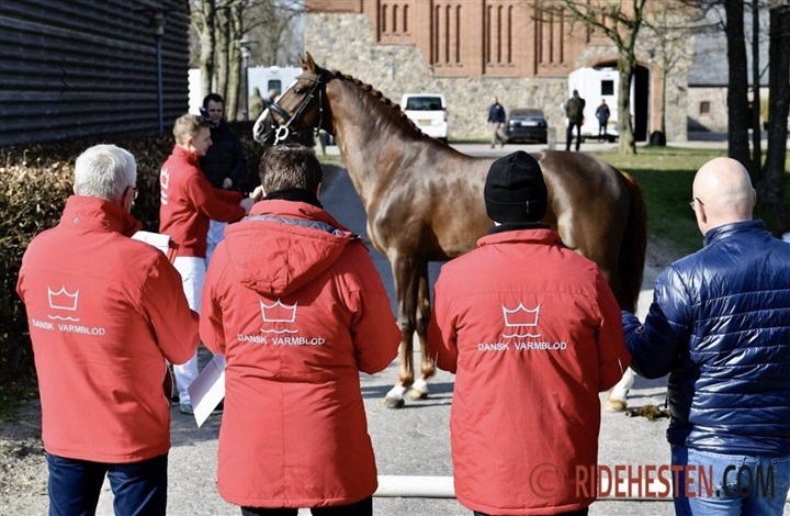 Fem hingste godkendt ved efterk&aring;ring