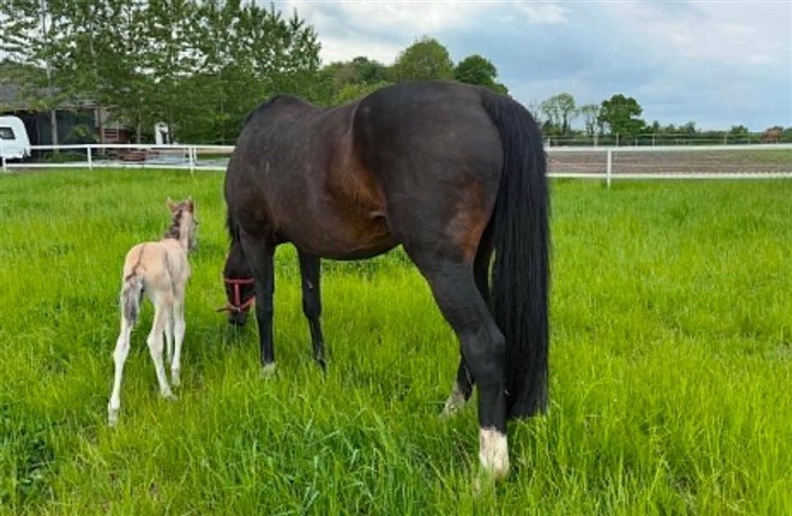Rewildingf&oslash;l adopteret af DV-hoppe