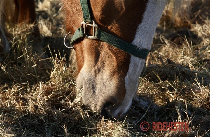 Dyrl&aelig;gen r&aring;dgiver: Har din hest sand i tarmen?