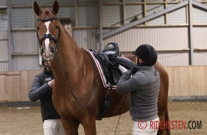 Alle fire hingste bestod 35-dages test