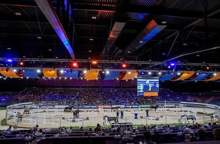 I alt udtaget 84 KWPN-dressurhingste