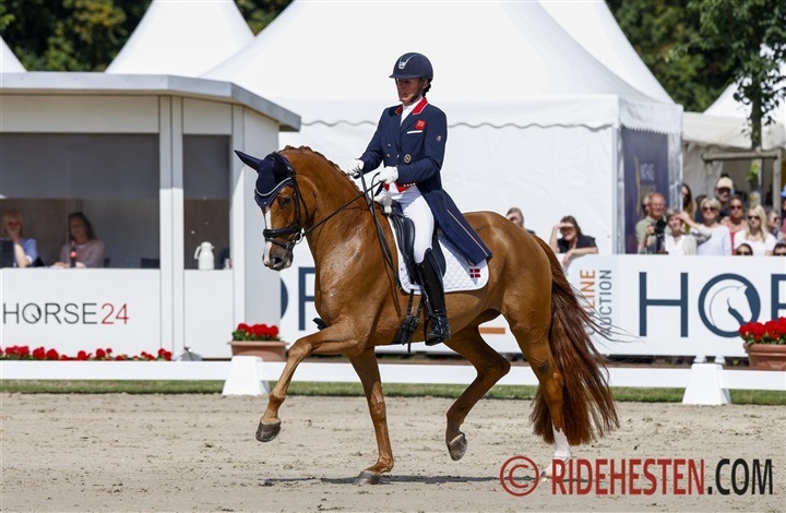 Quinn G's f&oslash;l er optaget i Dansk Varmblod