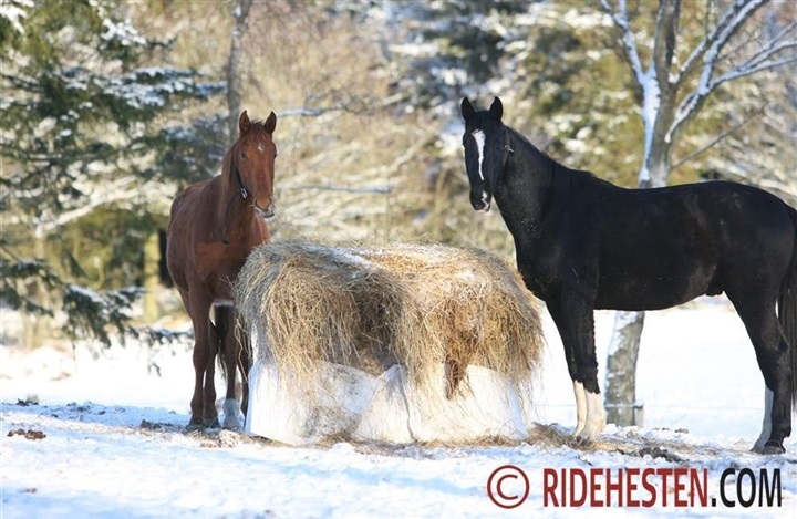 Hvad viser grovfoderanalyserne i &aring;r?
