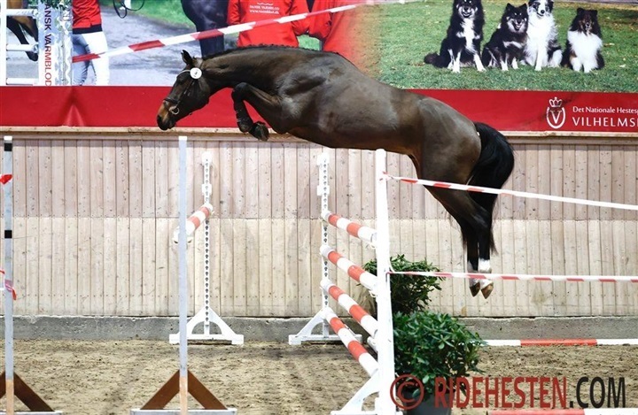 Ni springhingste udtaget til k&aring;ring