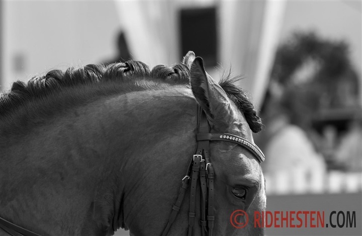 Stresssymptomer hos heste