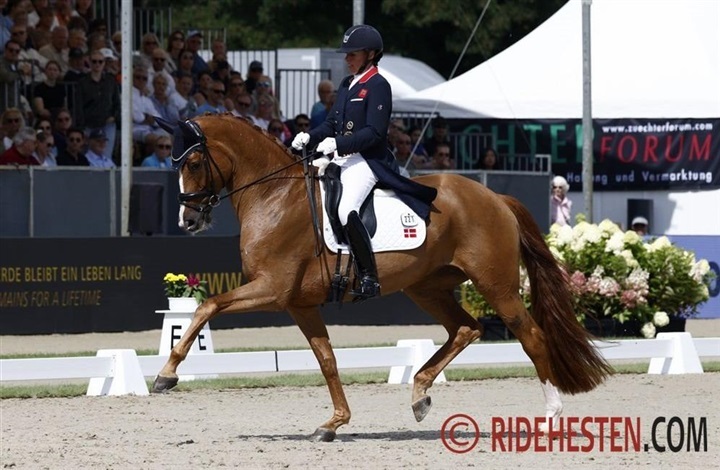 &Aring;rets dressurheste i Dansk Varmblod