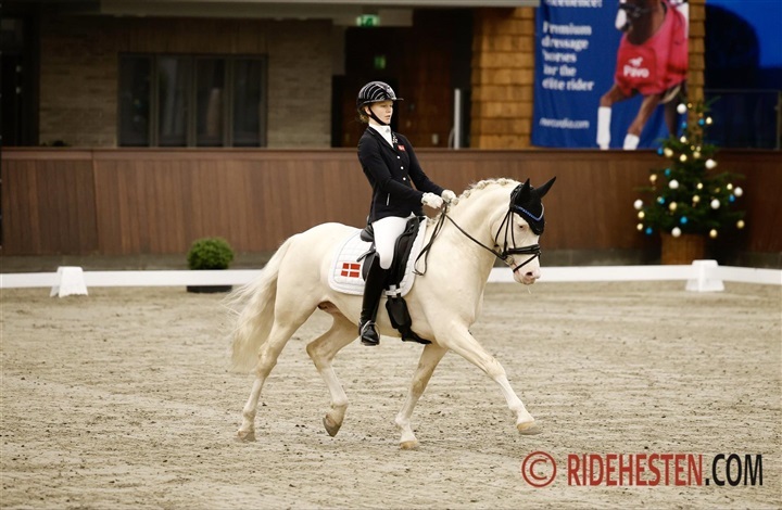 DSP samler 17 hingste til k&aring;ring i Ikast (ivdeo)