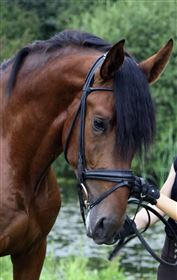 OS München trense XF