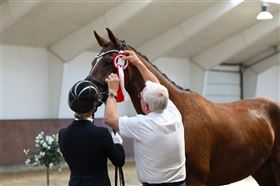 Træning og salg af heste 
