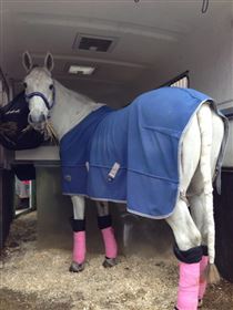 3 hestes hestetrailer