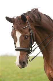 Schockemöhle kandar