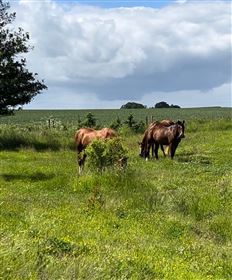 Ledig plads i løsdrift til 2 heste