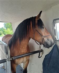 Hjælp til kørsel i hestetrailer