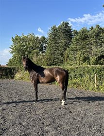 RØRKÆRGAARDS DANDELION T