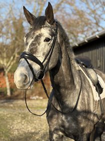 SANS SOUCI'S DEMELZA