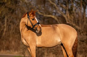 POPPELGÅRDENS VALENTINA B