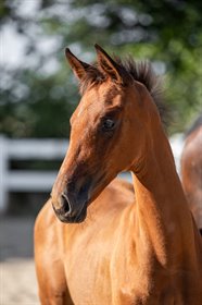 HEILINE’S REBELLE ROSE