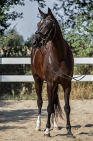 HEILINE'S DIVA BALLERINA