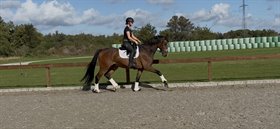 SILKEBORGGÅRDS CALONA