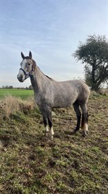 E'CLEAR DIAMOND J CASHMERE Z