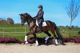 HAMILTON LYNG