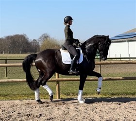 ZEVEN GALORE