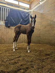 ACH’S PIRI LA DAVINA 