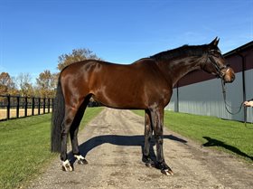 ENJOY THIS GENTLEMAN