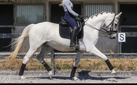 SILVER'S TOUCH OF CLASS