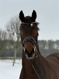 STRANDAGERGÅRDS FINESHOT