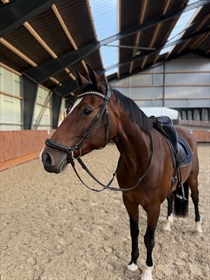 RISHØJS GORGEOUS DREAM